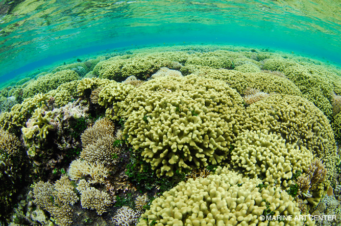 赤道直下の強い太陽光に育まれ、手つかずのサンゴ礁が広がるワリンディの海
