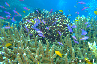 サンゴの周辺には、パープルビューティなどの色鮮やかな魚たちが群れ泳ぐ