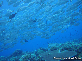 サンゴ礁が広がる癒しの海にギンガメアジやバラクーダの大群が渦巻く中層。両極端な景観が一挙に楽しめるのもトゥバタハリーフの魅力だろう