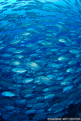 バリカサグの海では、壁のように分厚く群れるギンガメアジに圧倒される