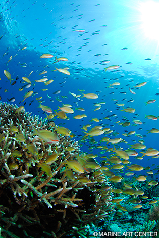 サンゴ礁に群れるレッドチークフェアリーバスレッド。「ブラックフォレスト」は、光りモノからキレイ系の魚まで、見られる魚が豊富だ