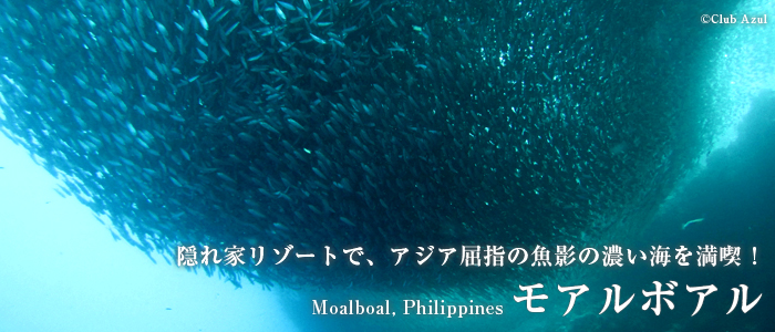 隠れ家リゾートで、アジア屈指の魚影の濃い海を満喫！　モアルボアル　Moalboal, Philippines