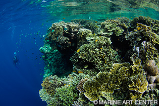 モアルボアルでは、視界一面に広がる美しいサンゴ礁に圧倒される