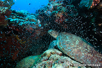 ブスアンガ島周辺の海には、ウミガメも多く生息。岩陰で寝ている姿を見かけることも