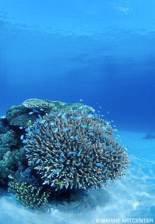 サンクチュアリに指定されているサンゴの海