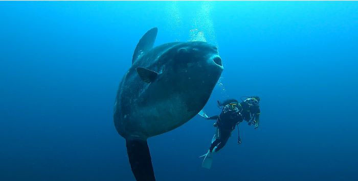 バリならマンボウとの遭遇も夢じゃない！（写真／クラブ・アズール）