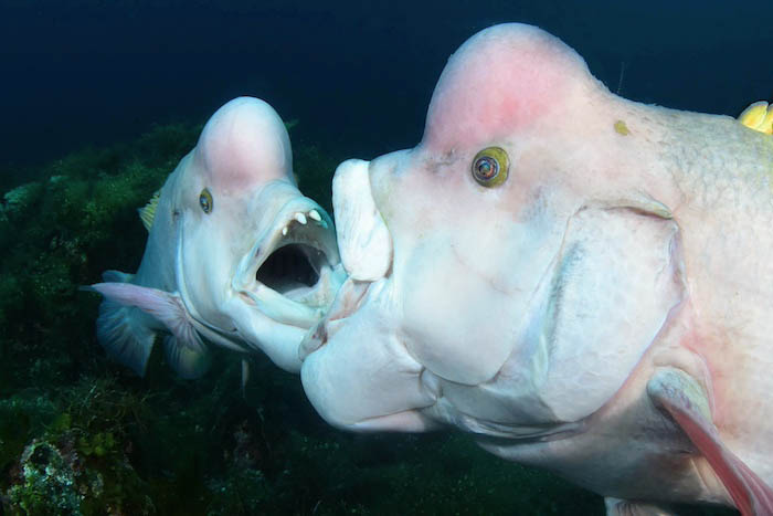 トップに立つオスがメスに求愛できるというコブダイの世界。オス同士の喧嘩からは気迫を感じます