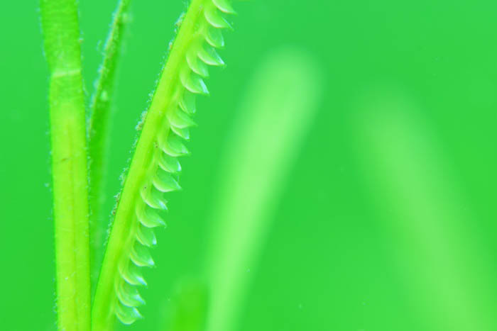 アマモをよく観察してみると小さな花が咲いています