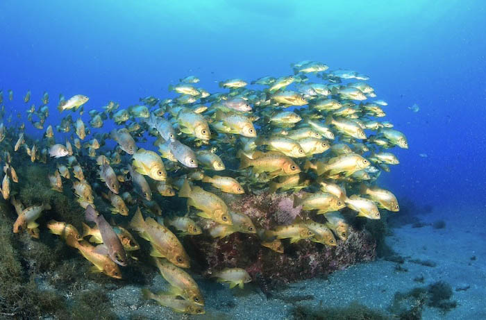 ダイバーに慣れているので逃げないメバル。こんなに近づくことができます