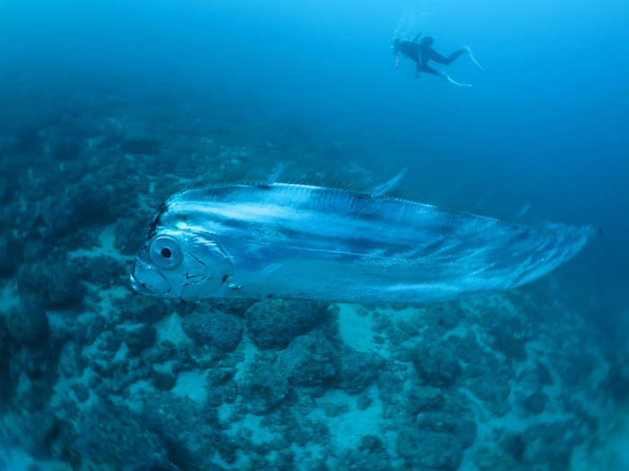 未知なる世界と触れる深海魚、サケガシラとの遭遇。ロマンがありますね