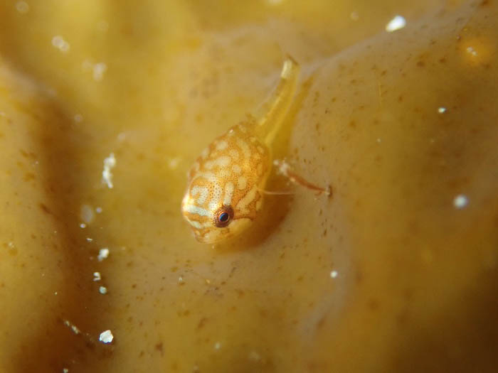 ちっちゃなホテイウオの幼魚。うっとりするかわいさ♡