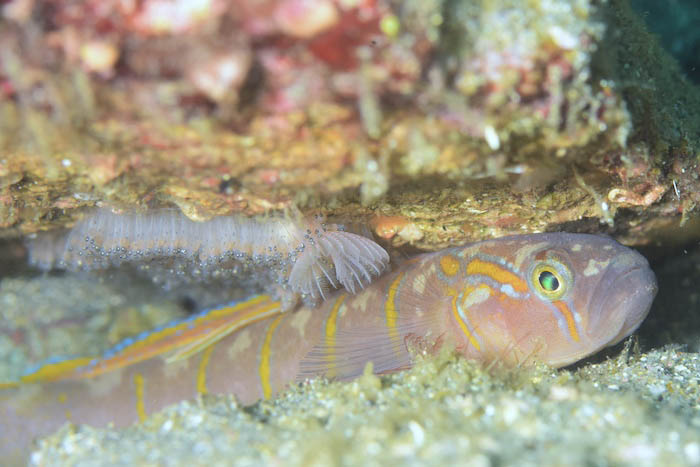 お父さんチャガラの左上にはたくさんの卵が! 新しい命が育まれる春らしい光景です