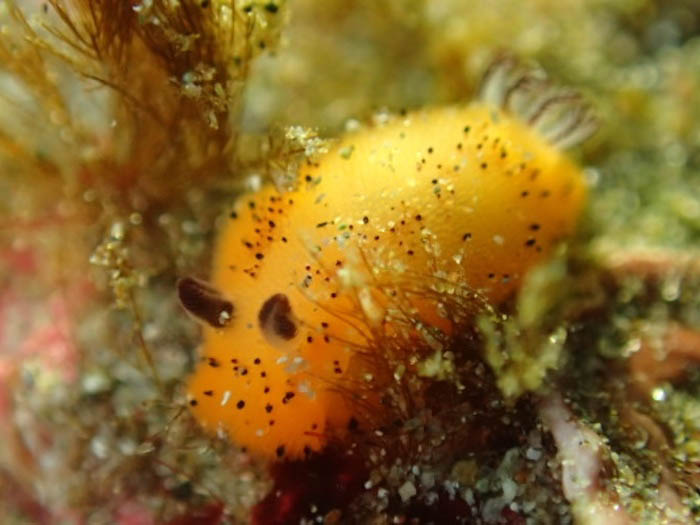 ゴマフビロードウミウシ。耳の長いウサギのような見た目をしていて「海ウサギ」や「ごまちゃん」の愛称で呼ばれることも