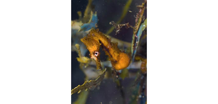 くりっとした目がかわいいタツノオトシゴ