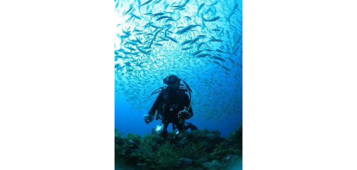 たくさんの小魚に囲まれると、自身も魚になったかのような気分に浸れます