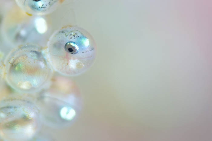 アイナメの卵。目がある! 12〜1月が最盛期