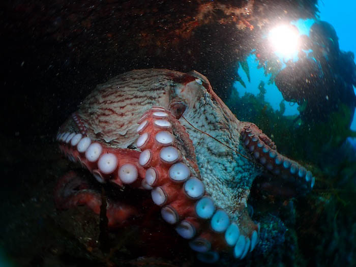 ミズダコは世界最大のタコ。大型個体だと全長3m、体重40kgにまで成長します