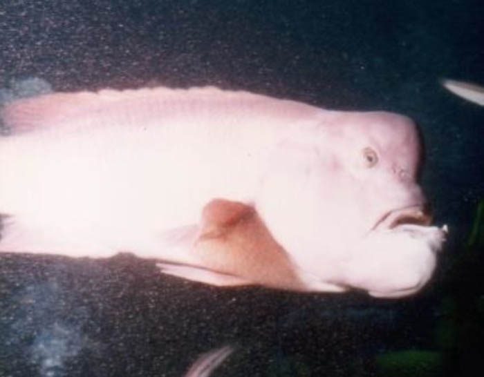 初代コブダイのとても貴重な写真を入手!