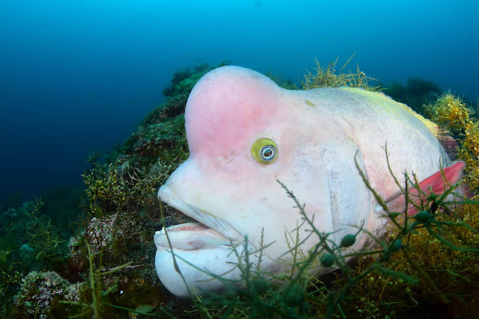 ダイバー慣れしているのでこんなに近くで観察・撮影ができます