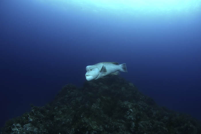 そろそろ世代交代の兆し……? 通っていれば、ボスの移り変わりを感じられるのも楽しみの一つ