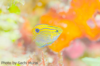 鮮やかな体色が目を引く、クロメガネスズメダイの幼魚です。