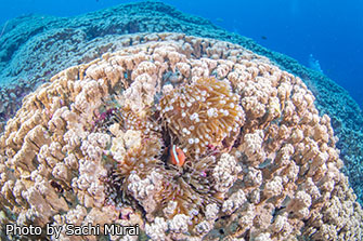 これもまた形の違うサンゴ礁。タイミングが合えば、サンゴの根の上を泳ぐ何十匹ものマダラトビエイに出会えることも