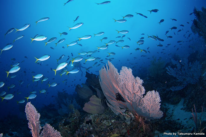 リーフダイブも盛んなツラギ島では、透明度のいい青い海とソフトコーラル、運が良ければ大きな回遊魚の群れなどにもお目にかかれる