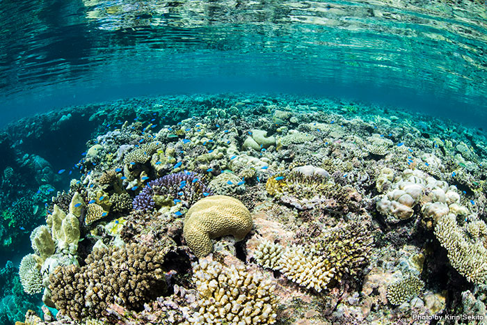 島の周りは美しいサンゴ礁！