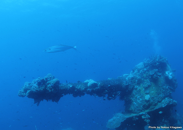 読者 カメラマン 編集ライターが選ぶ 死ぬまでに潜りたい海の絶景10 エリア情報 Marine Diving Web マリンダイビングウェブ