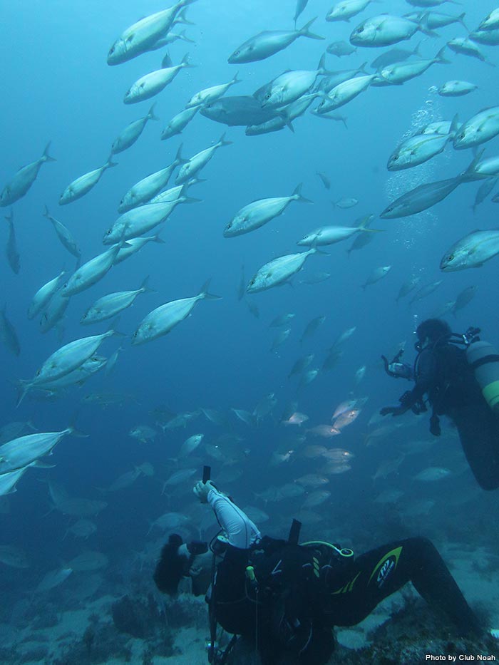 紀伊半島 すさみの海で圧倒的な魚群に出会う Marine Diving Web マリンダイビングウェブ