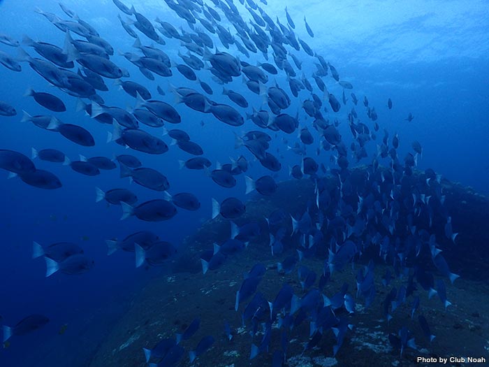 紀伊半島 すさみの海で圧倒的な魚群に出会う Marine Diving Web マリンダイビングウェブ