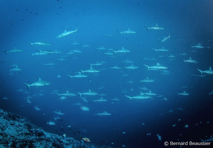 ファカラバといえば、圧巻のサメの大群。サメ好きダイバーにはたまらない光景