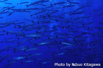 「ティプタパス」は大型回遊魚やサメも多く、巨大なバラクーダの群れに会えることも