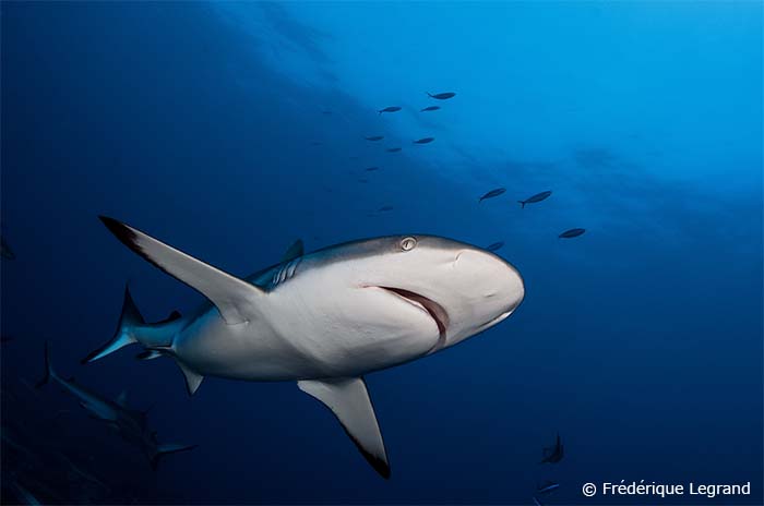 サメ好きなフランス人ダイバーに大人気のファカラバは、サメ天国