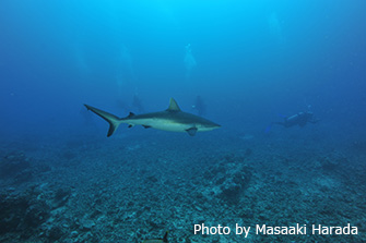 タヒチヌイで人気No,1のビッグスポット「ホワイトバレー」ではさまざまなサメが