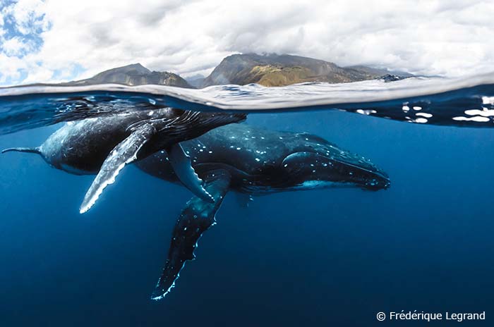 ザトウクジラの親子。ルルツ島はザトウクジラの島として人気