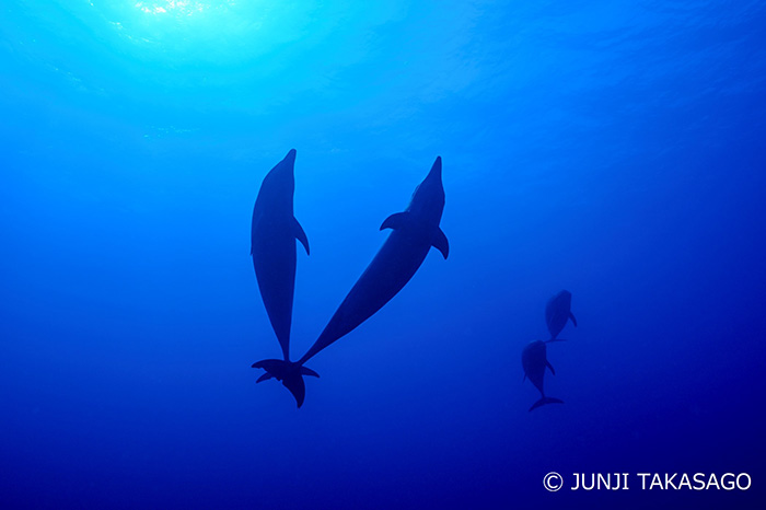 イルカのペアの奥にもまたイルカ♪　幸せな海が広がるランギロア