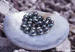 タヒチの豊かな海に育まれた黒真珠　 