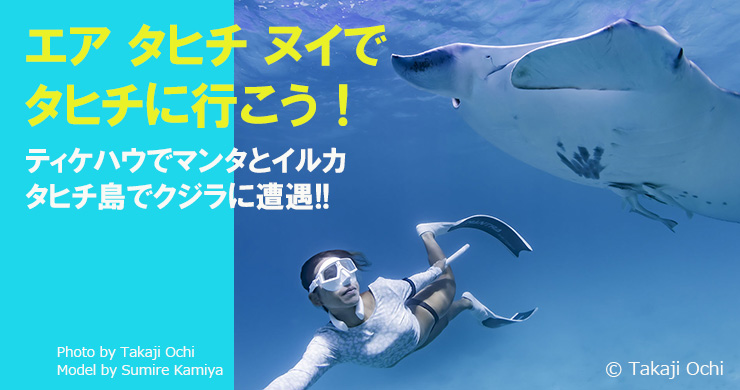 タラウドキシタアゲハ♂♀標本 ★タラウド島産★106/136mm 美麗標本→珍 og.jpg
