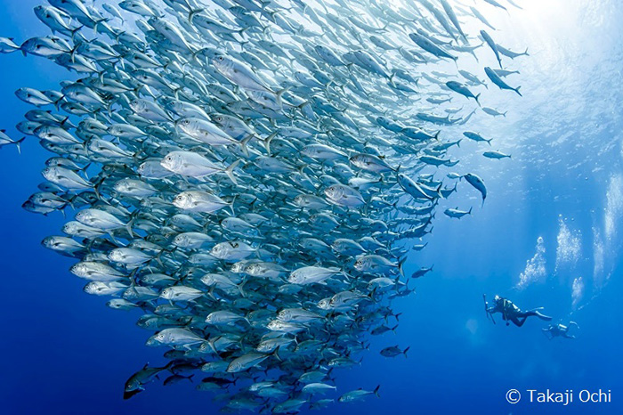 ティケハウ唯一のパス「トゥヘイアバ・パス」の南側「ポイト」にエントリーしてすぐ出会ったギンガメアジの群れ