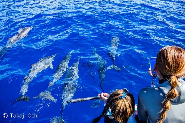 ダイビングボートと併走するハシナガイルカたち