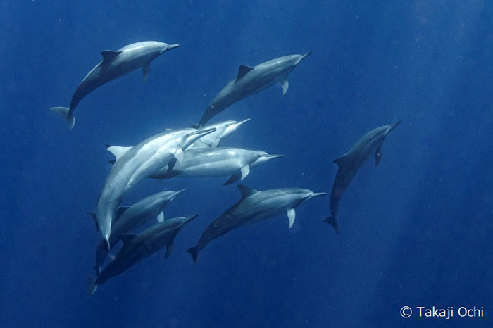 越智さんが潜ってみると、ゆったりと泳ぐハシナガイルカたちがいました！