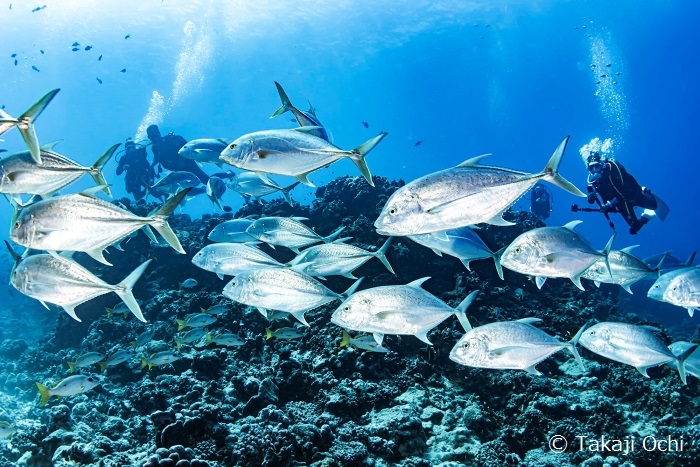 ギンガメアジとはちょっと違うオニヒラアジの群れもいました