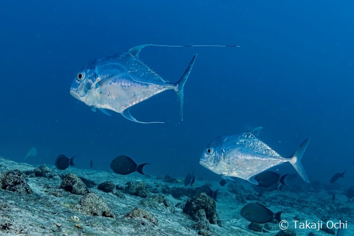 イトヒキアジの若魚はダイバーが吐く泡を餌だと思うのか、頻繁にそばにやってきます