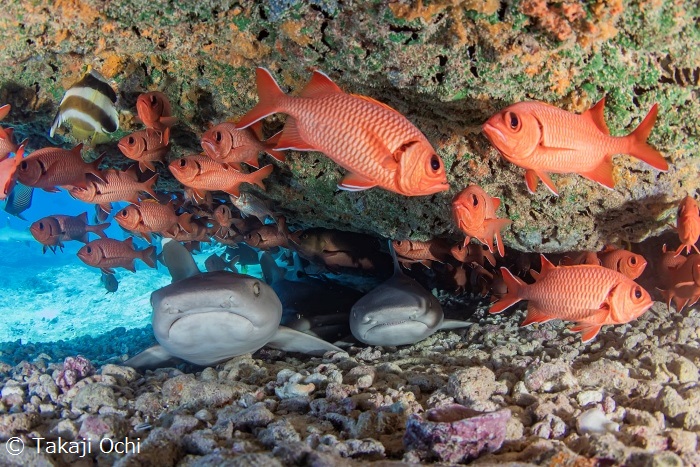 サンゴの窪みにはネムリブカも。色鮮やかなアカマツカサも群れ潜んでいる