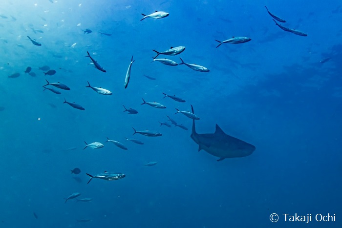 今回は近くまで来てくれなくて証拠写真となったタイガーシャーク