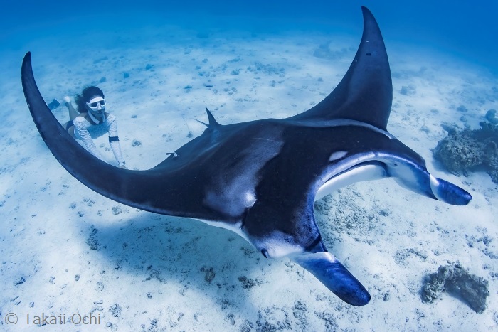 マンタのクリーニングステーションに大きなマンタがやってきた！　水深5mぐらいなので初心者も安心