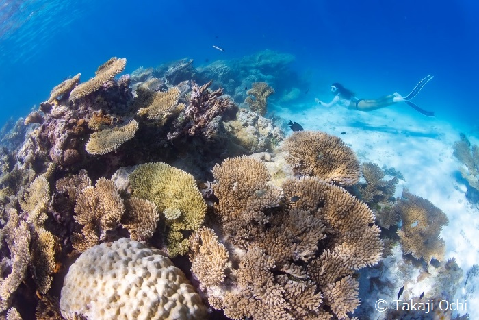 ミドリイシ、ハマサンゴなど白砂の海底にさまざまなサンゴがひしめき合う「コーラルガーデン」
