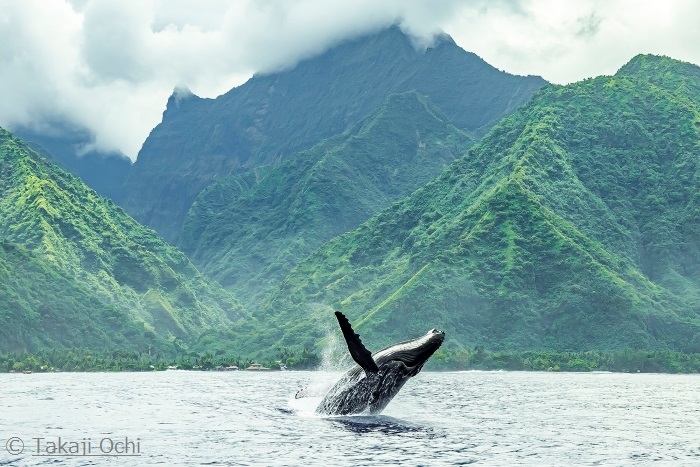 緑濃いタヒチイチをバックにブリーチング！