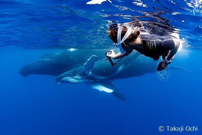 赤ちゃんを連れた母ザトウクジラが、神谷さんに近づいてきました！
